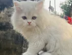 Pure Persian Male Cat