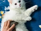 Pure Persian Male Cat For Sale in Faridpur