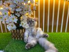 pure Persian male cat