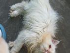 pure Persian male cat