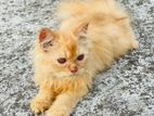 pure Persian male cat