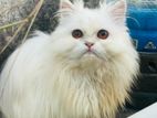 pure Persian male cat