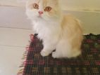 Pure Persian Male Cat
