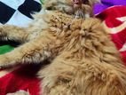Pure Persian Male Cat