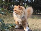 Pure persian Male cat