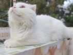 Pure Persian Male Cat