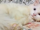 Pure Persian Male Cat