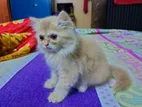 pure persian male cat for sell