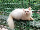 Pure Persian Male Cat ( Semi Adult)