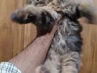 Pure Persian Male/female