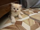 pure Persian male female Kitten cat ginger colour triple code