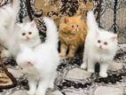 Pure Persian Male /Female Kitten