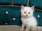 Pure persian Male/ Female kitten