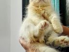 pure Persian male female kitten