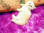 Pure Persian Male Female Kitten