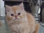 pure persian male female kitten cat