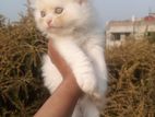 Pure persian Male female kitten