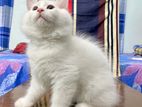 Pure persian male female white kitten
