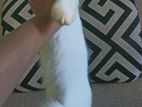 Pure Persian Male