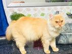 Pure Persian Male sell