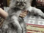 Pure Persian male cat