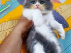 Pure Persian male cat