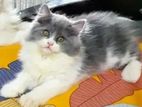 pure persian male cat