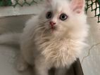 pure Persian male cat