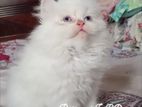 Pure Persian Male Kitten Blue Eyes