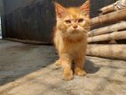 Pure Persian male kitten. cat