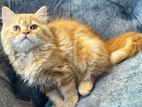 Pure Persian Male kitten