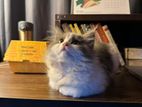 Pure Persian Male Kitten