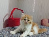 pure Persian male kitten
