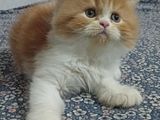 pure Persian male kitten