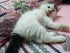 pure persian male kitten