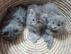 pure Persian male kitten