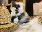Pure Persian Male Kitten