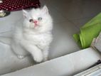 Pure Persian male kitten