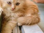 Pure Persian Male Kitten