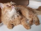 Pure persian male Kitten