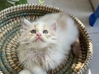 Pure persian male kitten