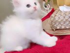 Pure Persian male kitten