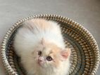 Pure persian male kitten