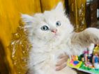 Pure Persian male kitten