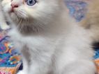 Pure Persian Male kitten