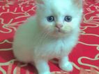 Pure Persian Male Kitten