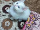 Pure Persian Male kitten