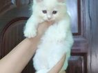 Pure Persian Male Kitten