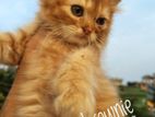 Pure Persian Male Kitten