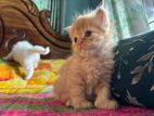 Pure persian male kitten